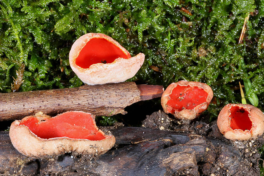 Sarcoscypha austriaca J Rivière.jpg