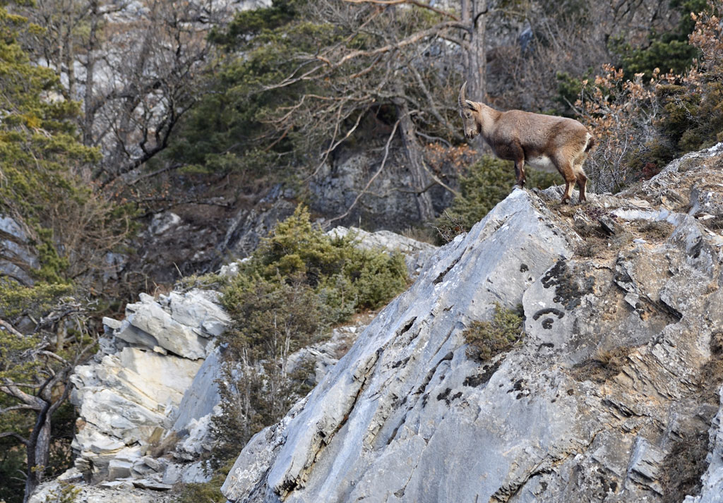 DS5_6862.jpg