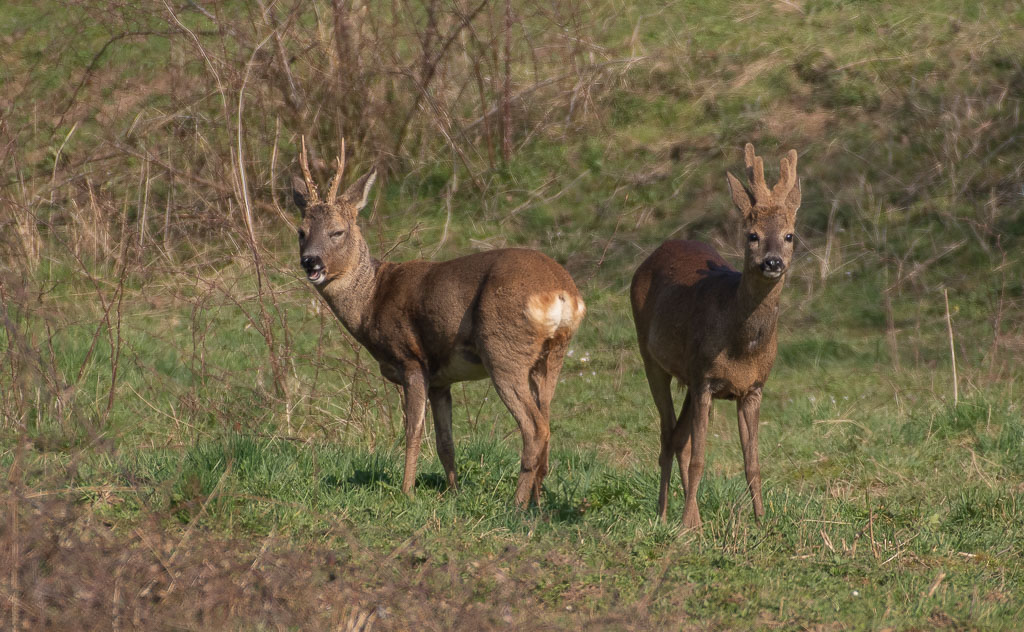 Chevreuil -5-.jpg