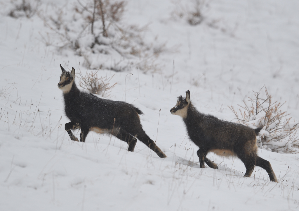 DS5_6330.jpg