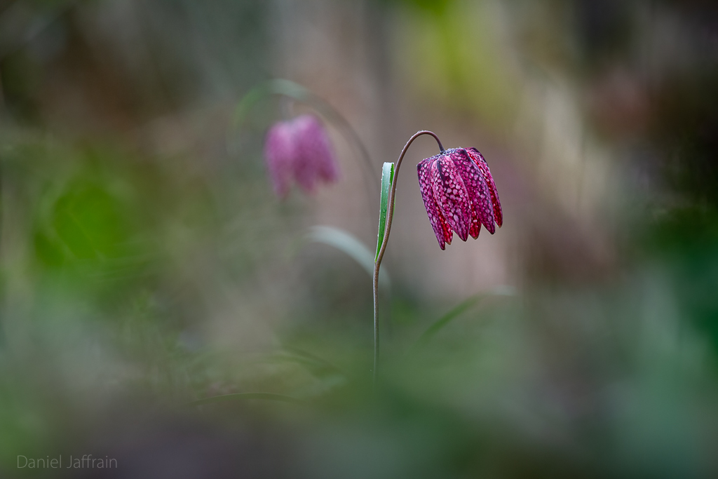 Image et Nature-1-32.jpg