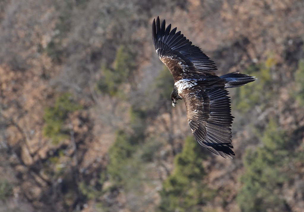 DS5_6876.jpg