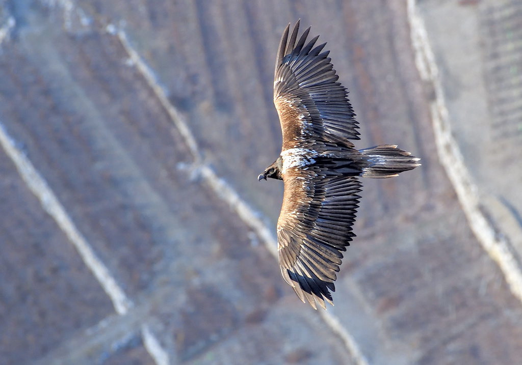 DS5_6880.jpg
