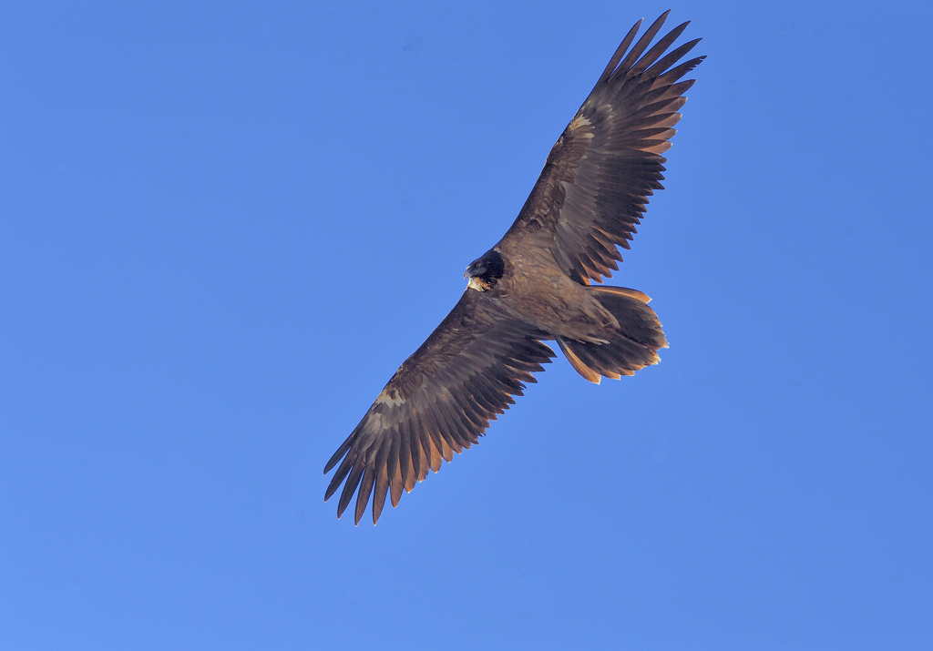 DS5_6894.jpg