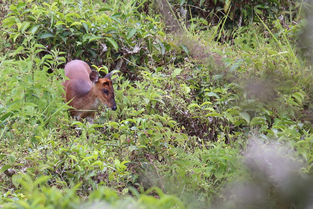 025 Cerf Muntjac indien.jpg