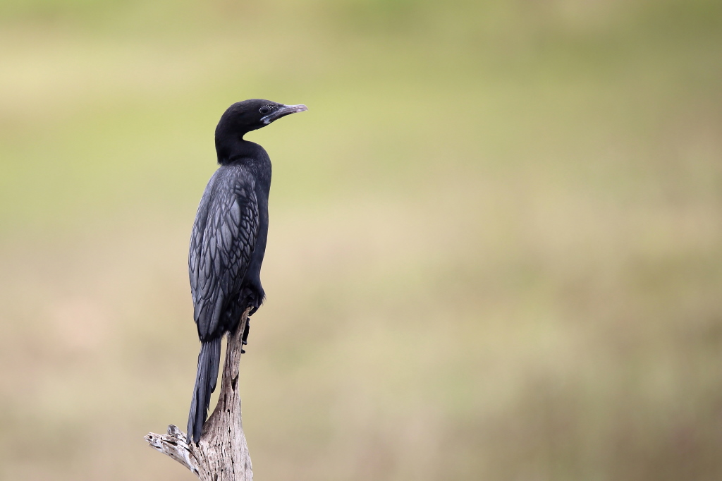 044 Cormoran de vieillot.jpg
