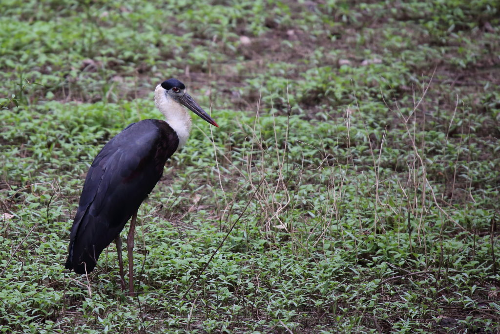 048 Cigogne épiscopale.jpg