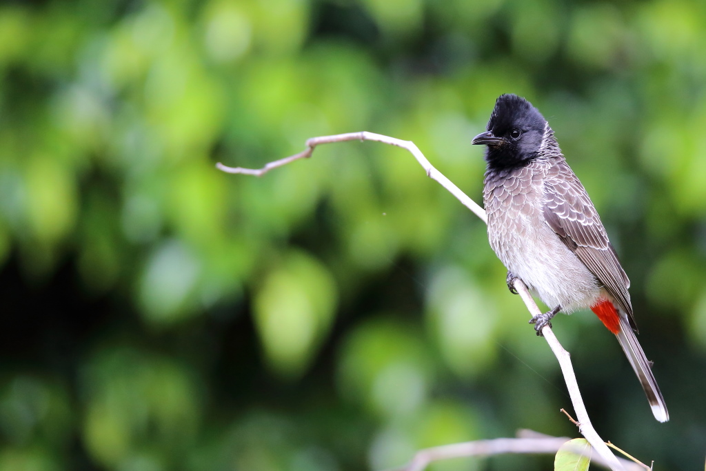 056 Bulbul à ventre rouge.jpg