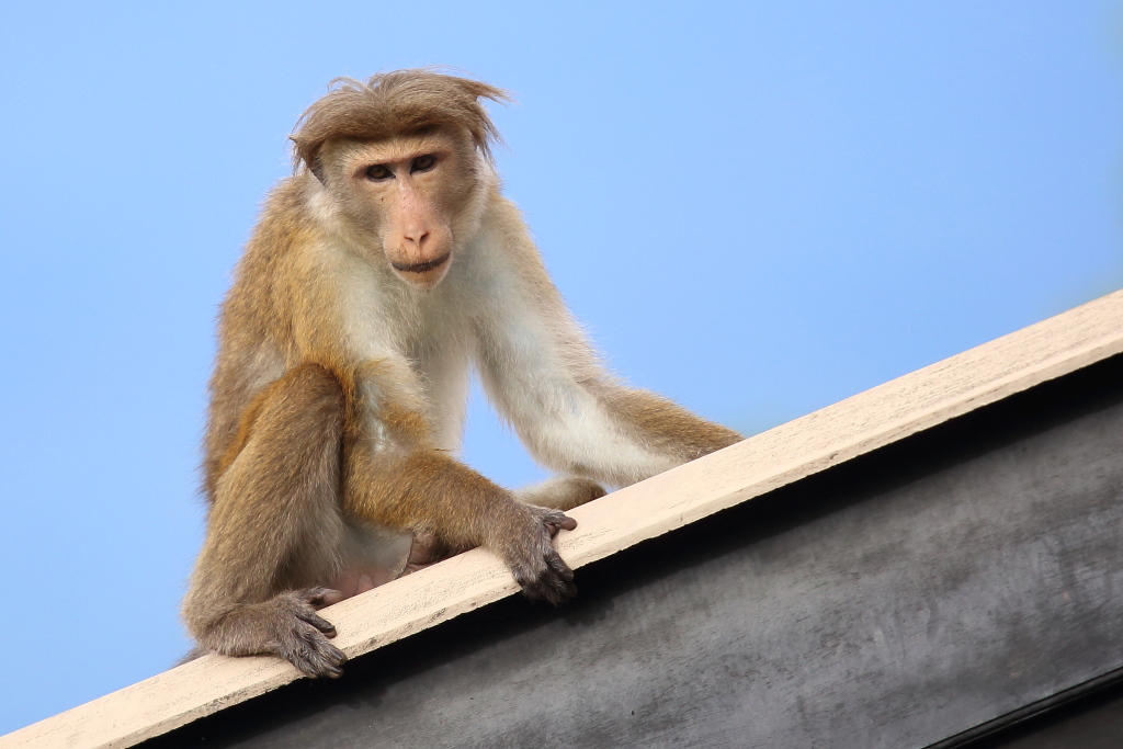 060 Macaque à toque.jpg
