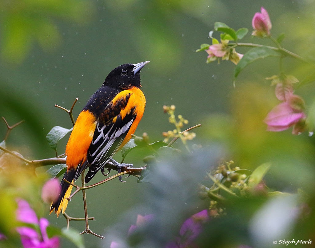 3 -Oriole du Nord- mâle - Heliconia.JPG