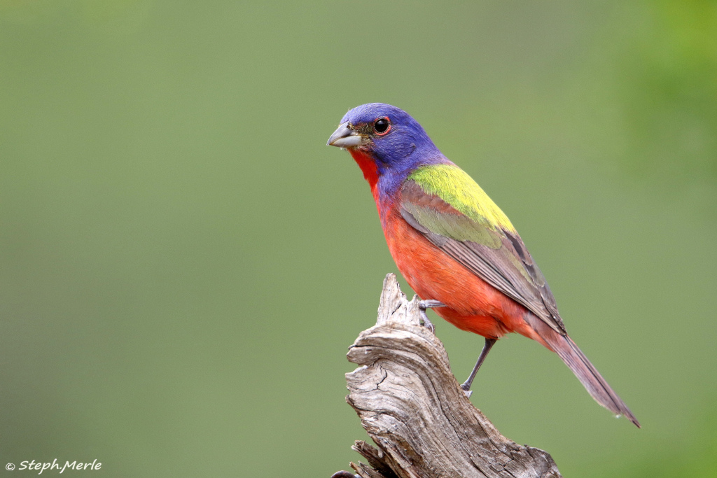 6 -Passerin nonpareil - Ensenada lodge 2019.jpg