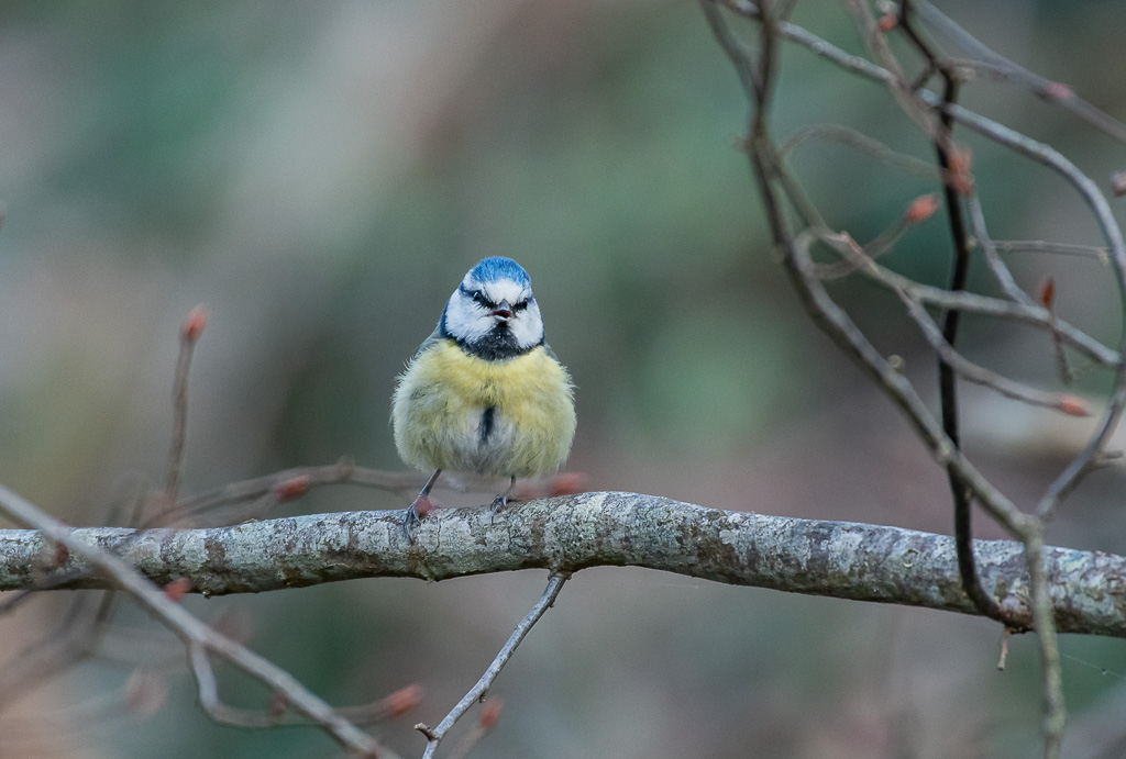 P'tite bleue -0-.jpg
