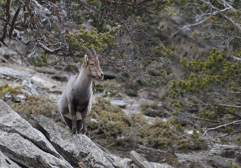 DS5_7042.jpg
