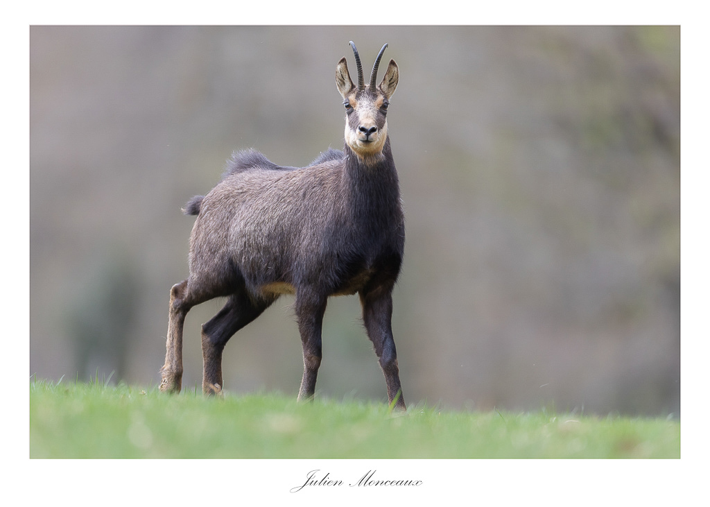 2022-03 chamois 02.jpg