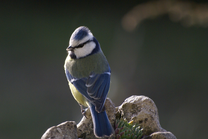 01-08-020- mÃ©sange bleu.JPG