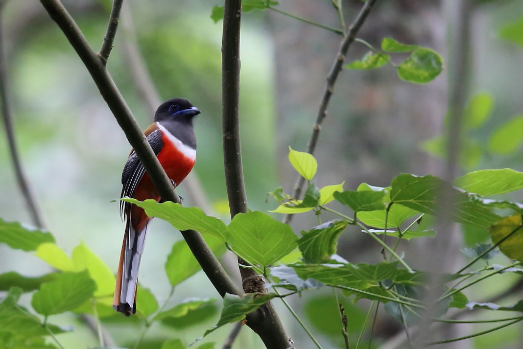 063 Trogon de Malabar.jpg