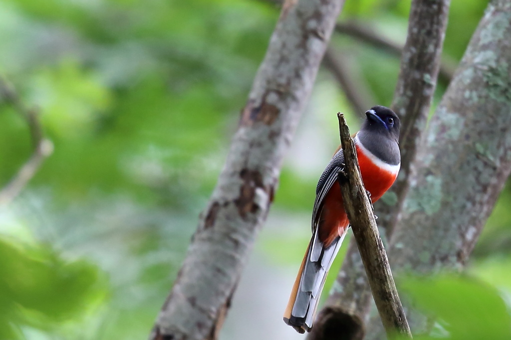 064 Trogon de Malabar.jpg