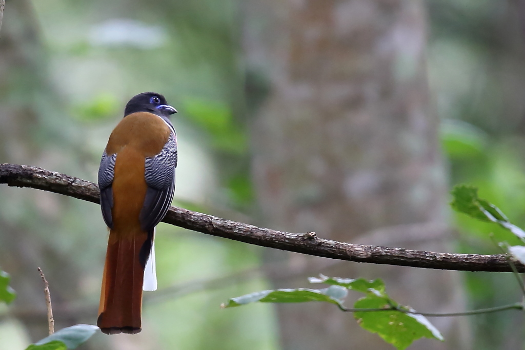 065 Trogon de Malabar.jpg