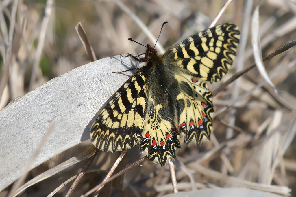 DSC_6954.JPG