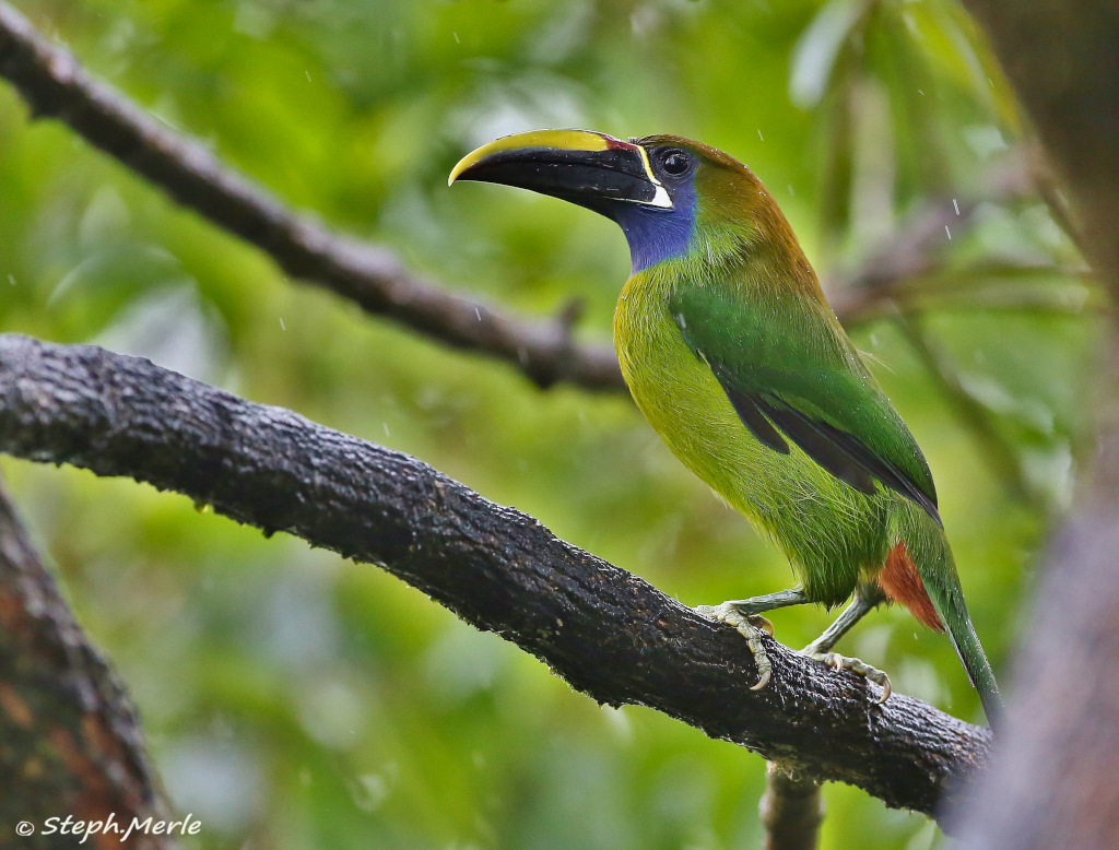 16-Toucanet à gorge bleue- La paz.JPG