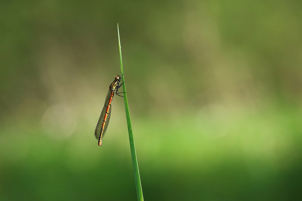 5 IMG_PYRRHO.jpg