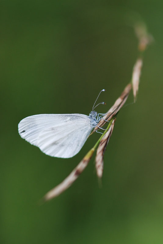 Piéride du lotier (mâle).JPG