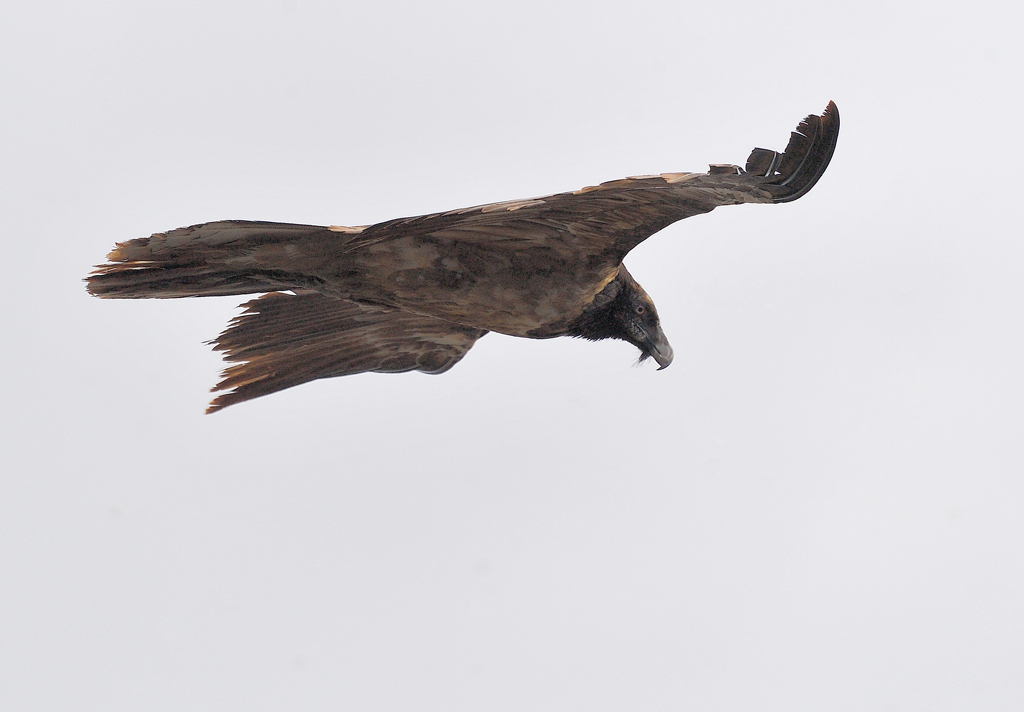 DS5_7062.jpg