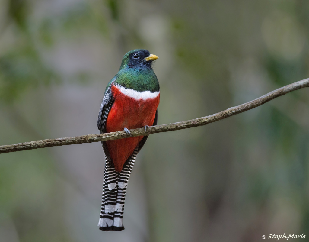 32 -Trogon rosalba mâle- PQ.jpg