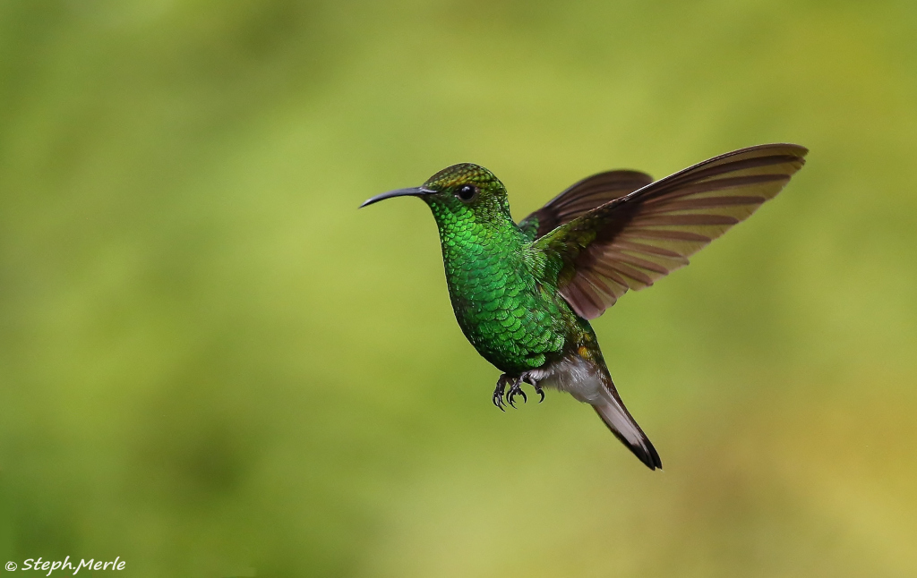 35 - Colibri à tête cuivrée mâle -lapaz.JPG