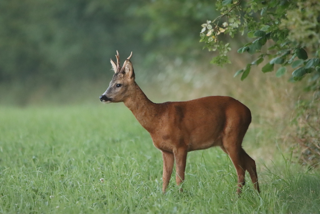 IMG_2861dup.JPG