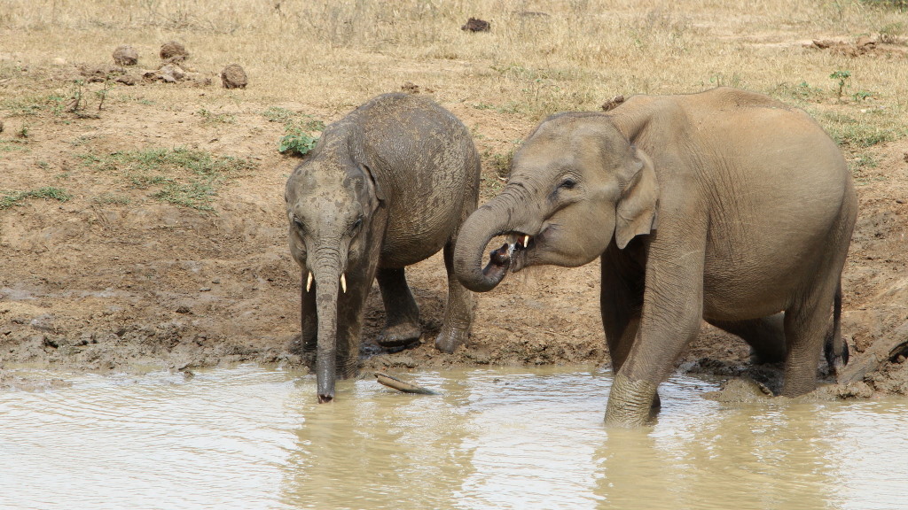 092 Eléphant du Sri-Lanka.jpg