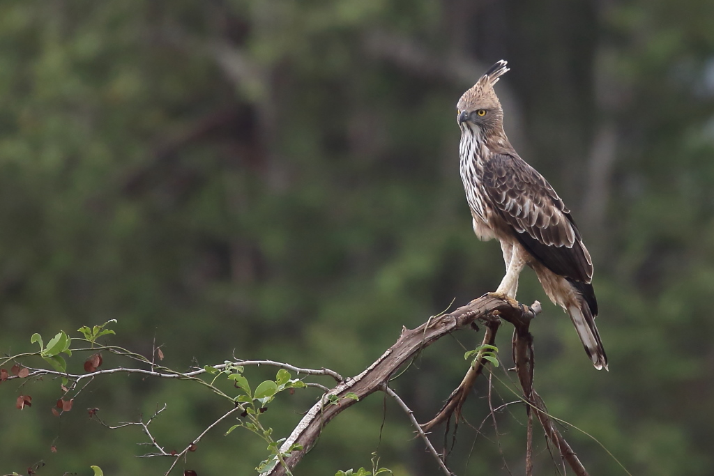093 Aigle huppé.jpg