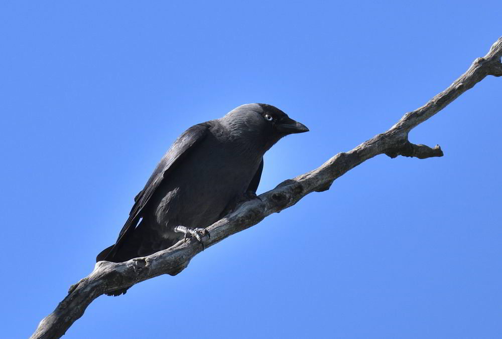 DSC_0113.JPG