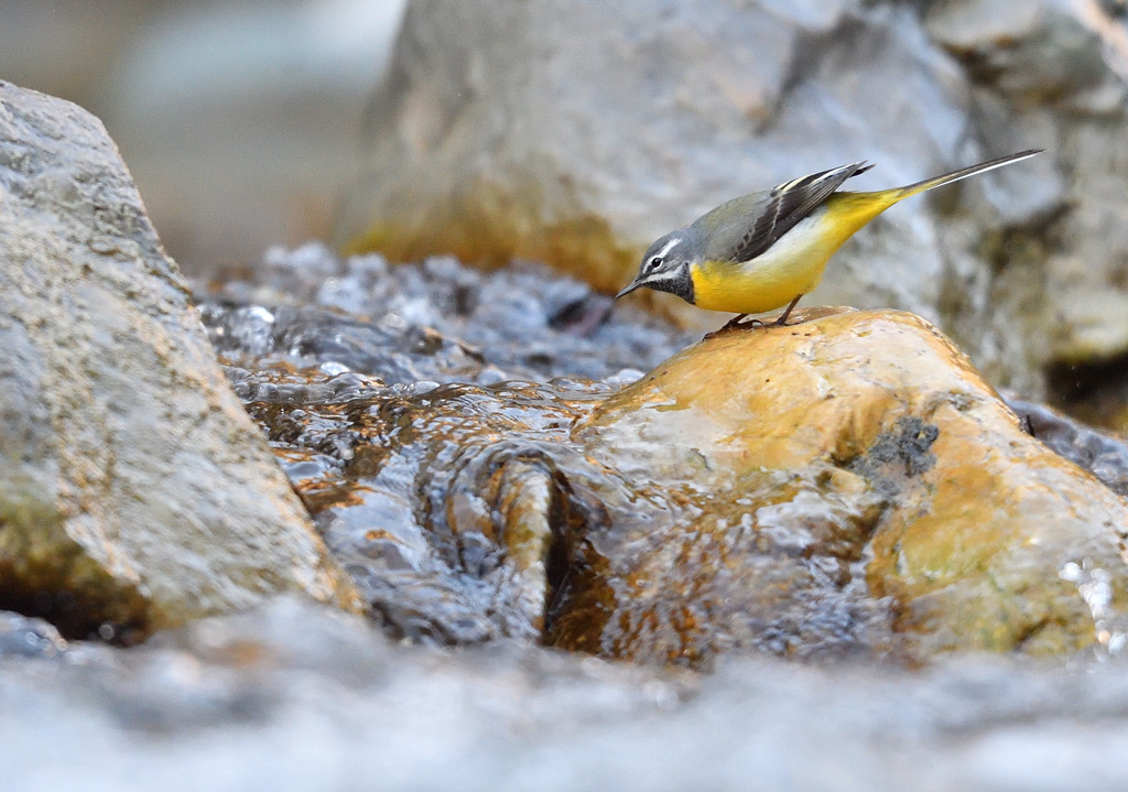 DS5_5992.jpg