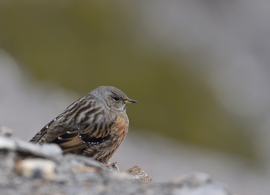 DS5_4810.jpg
