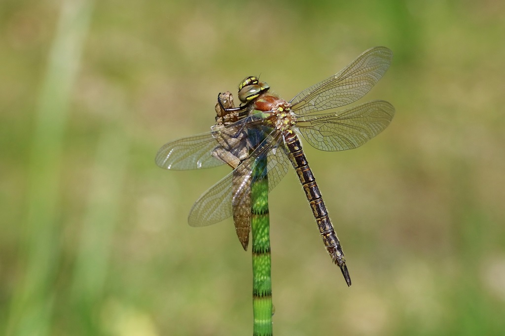 6 IMG_BRACHY.jpg