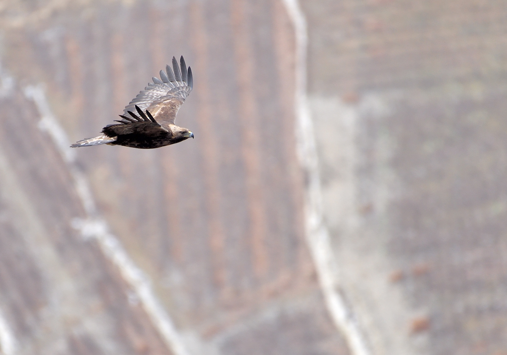 DS5_7217.jpg