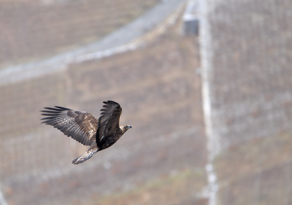 DS5_7218.jpg