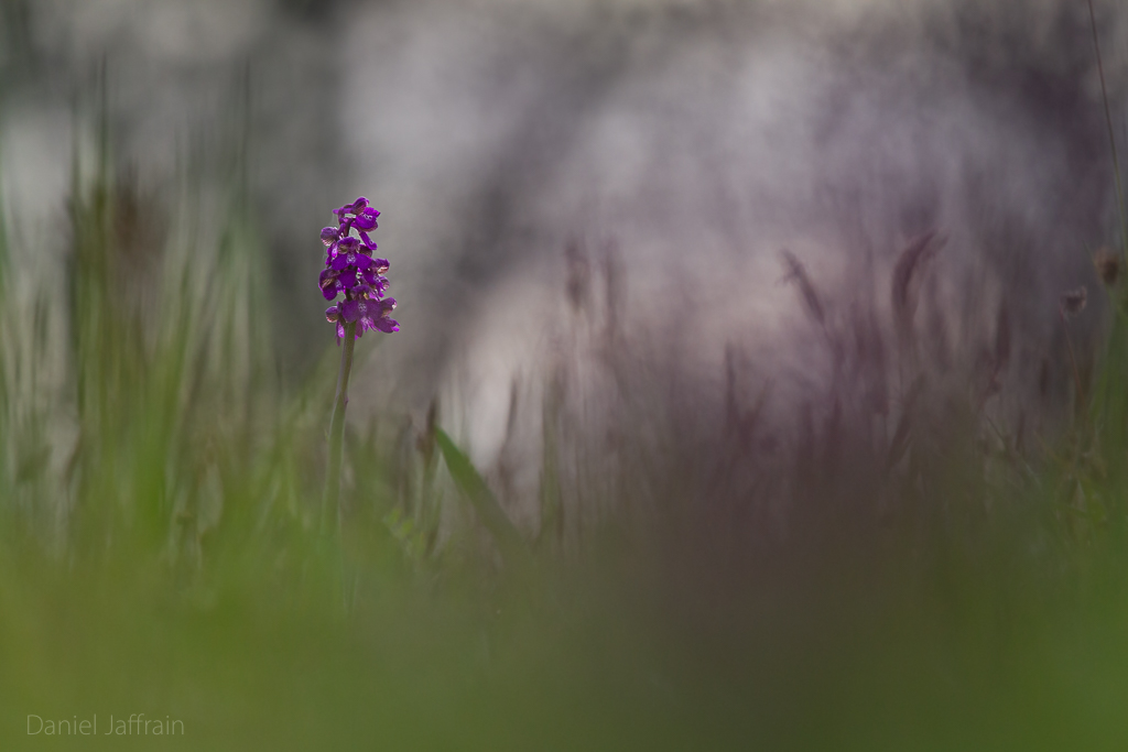 Image et Nature-1-41.jpg