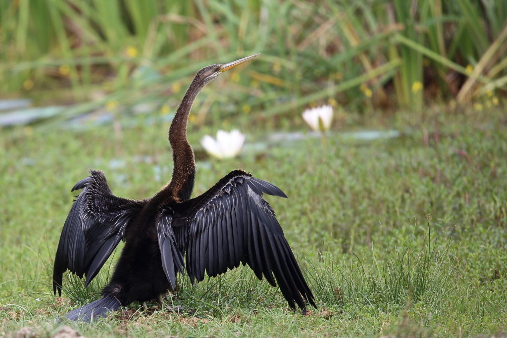 113 Anhinga roux.jpg