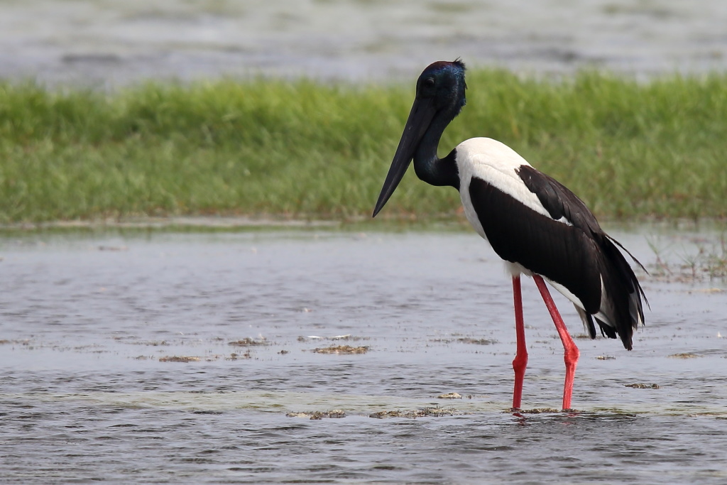 115 Jabiru d'Asie.jpg