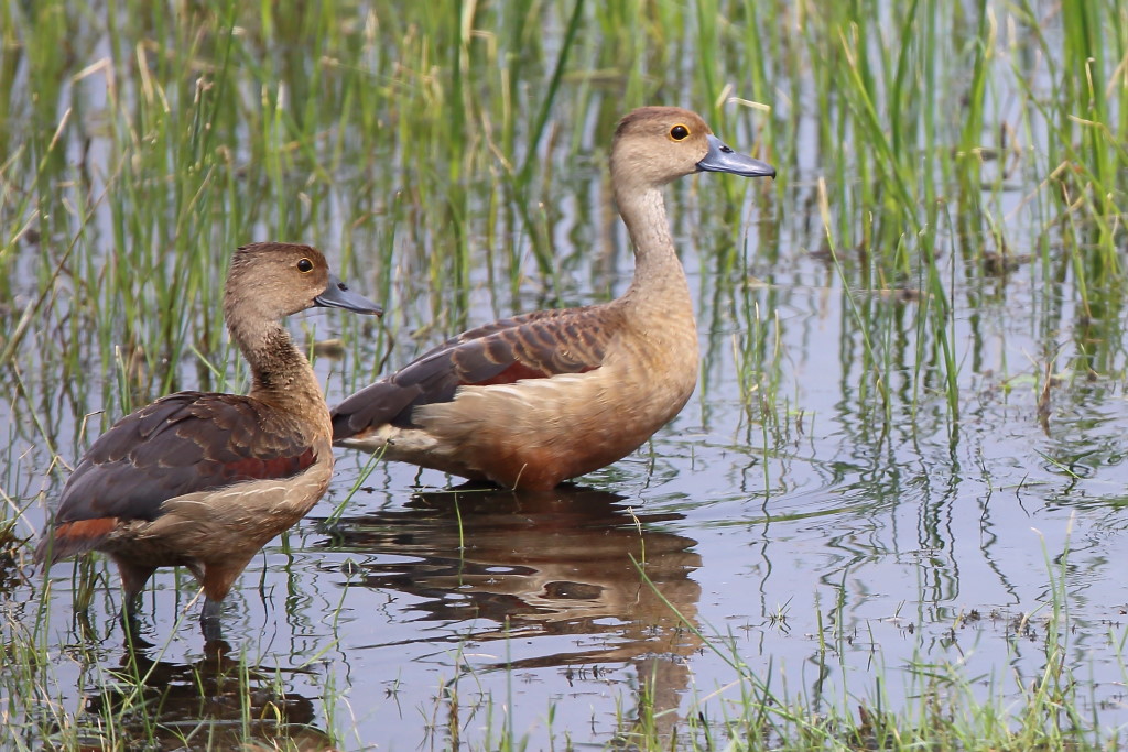 116 Dendrocygne siffleur.jpg