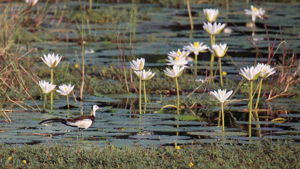 118 Jacana à longue queue.jpg