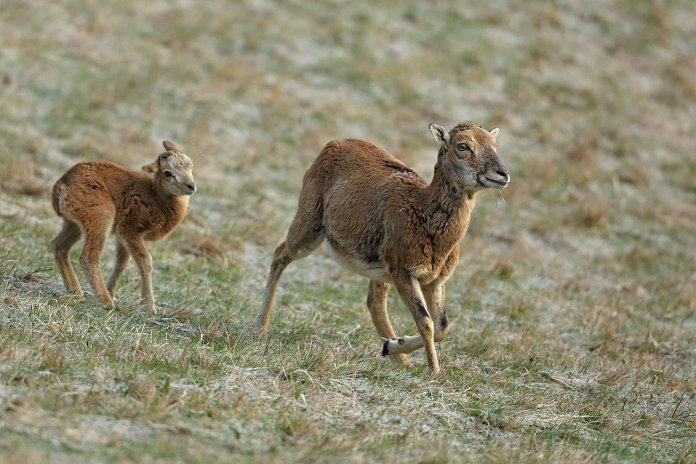 mouflon0785-web.jpg
