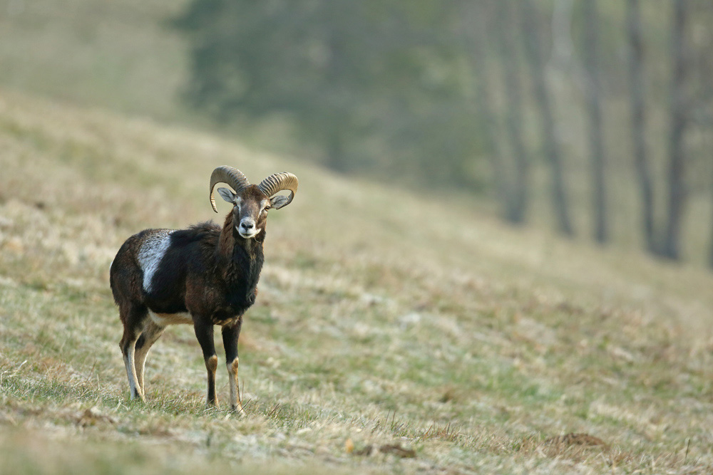 mouflon0833-web.jpg