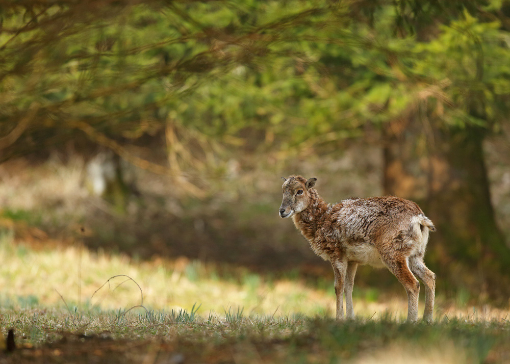 mouflon0875-web.jpg