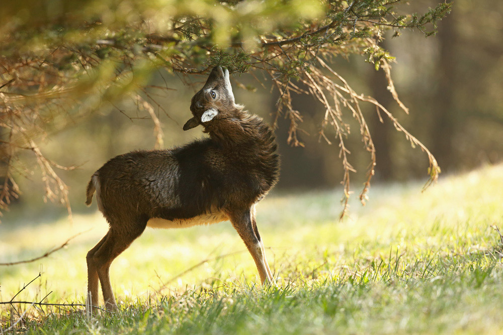 mouflon8515-web.jpg