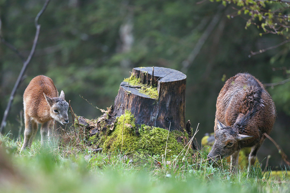 mouflon8656-web.jpg
