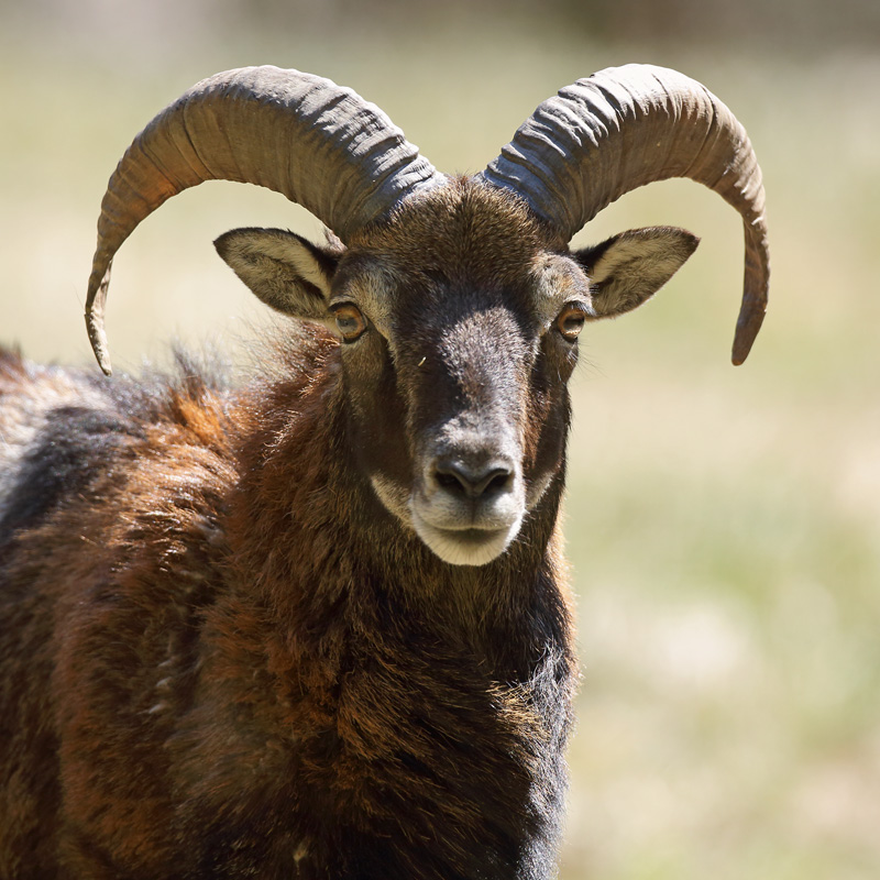 mouflon5453-web.jpg