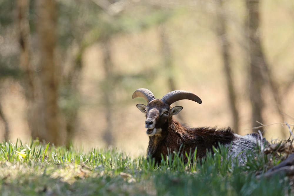 mouflon5485-web.jpg